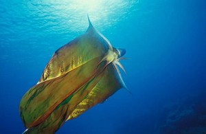 Blanket Octopus