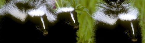 Skunks
